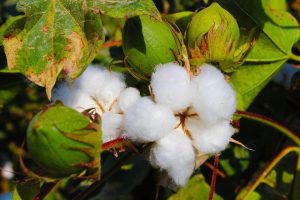 cotton plant