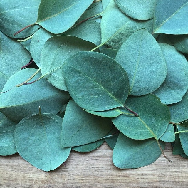 eucalyptus leaf